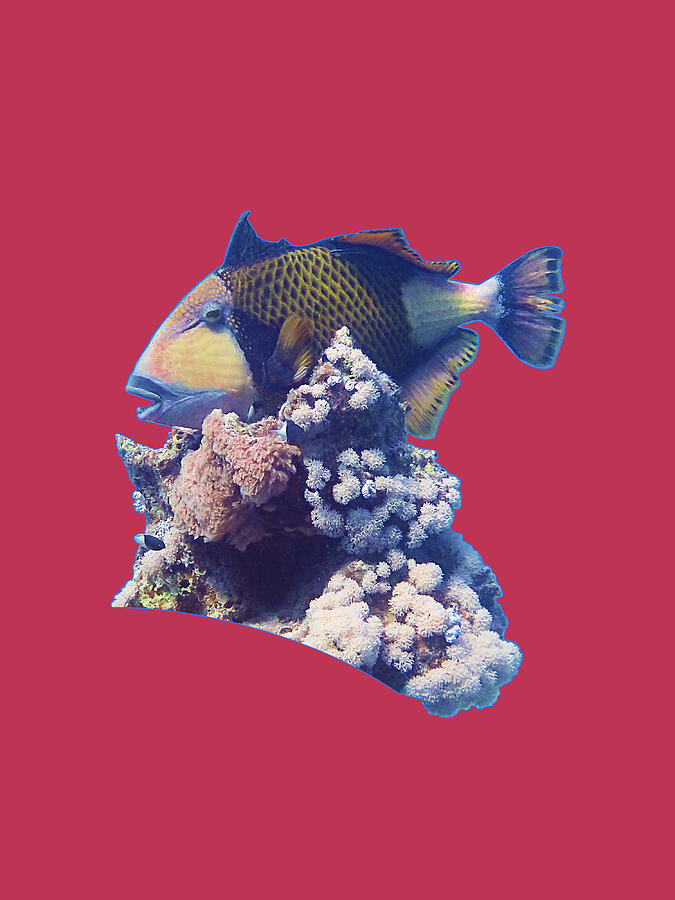 Triggerfish On A Coral - Red Sea Dive - Viva Magenta Background -  Mixed Media by Ute Niemann