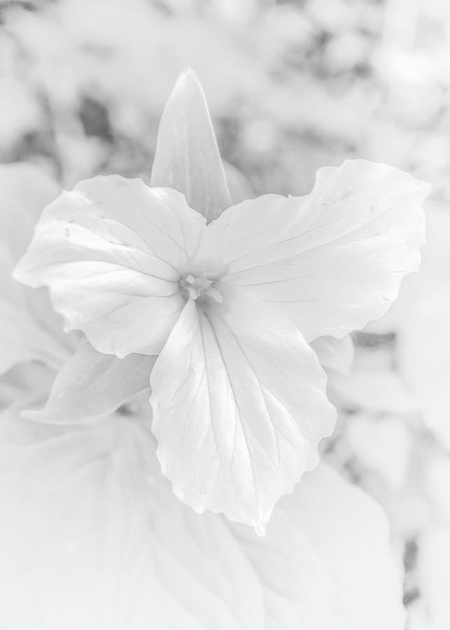Spring Photograph - Trillium 10 by David Beard
