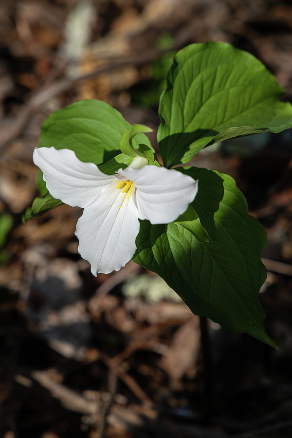 Trillium 13 Photograph by David Beard - Fine Art America