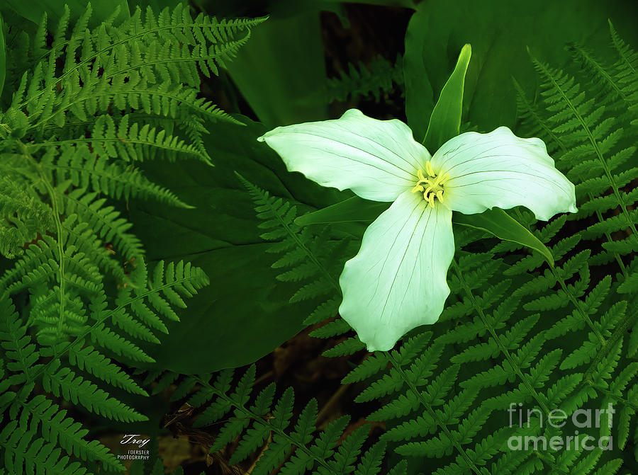 Flower Photograph - Trillium and Ferns by Trey Foerster