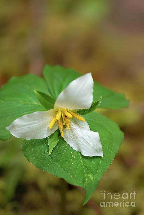 Spring Photograph - Trillium Blossom in Deep Forest by Nancy Gleason