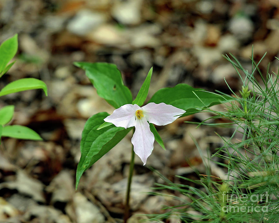 Trillium - Douthat SP Photograph by Daniel Beard - Fine Art America