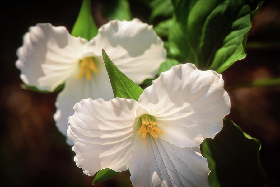 Trillium Flowers Photograph by Louise Tanguay