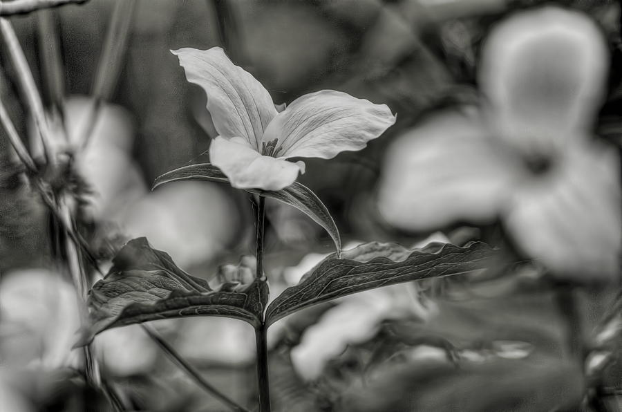 Trillium Front And Center BW Photograph by Dale Kauzlaric