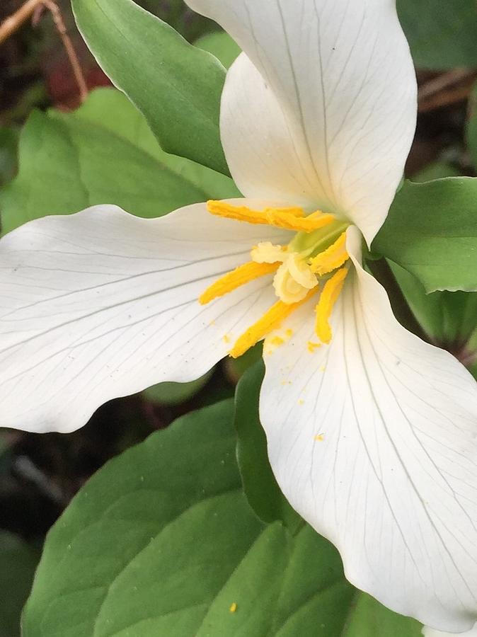 Trillium Photograph by Nancy Zavada - Fine Art America