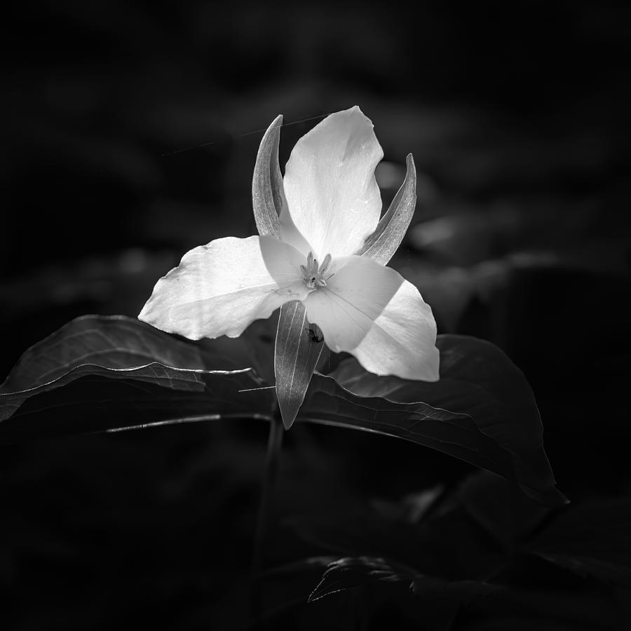 Trillium Too Photograph by Rod Best