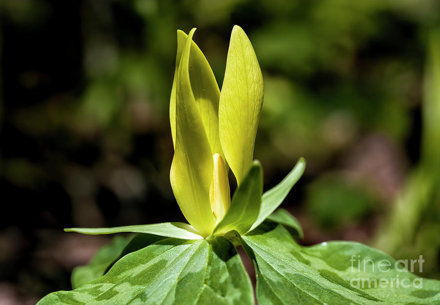 Trillium, Wildflower Of The Great Smoky Mountains National Park Photograph by Felix Lai