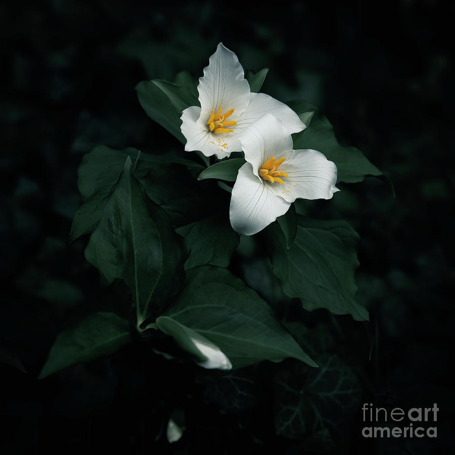 Trilliums  Photograph by Masako Metz