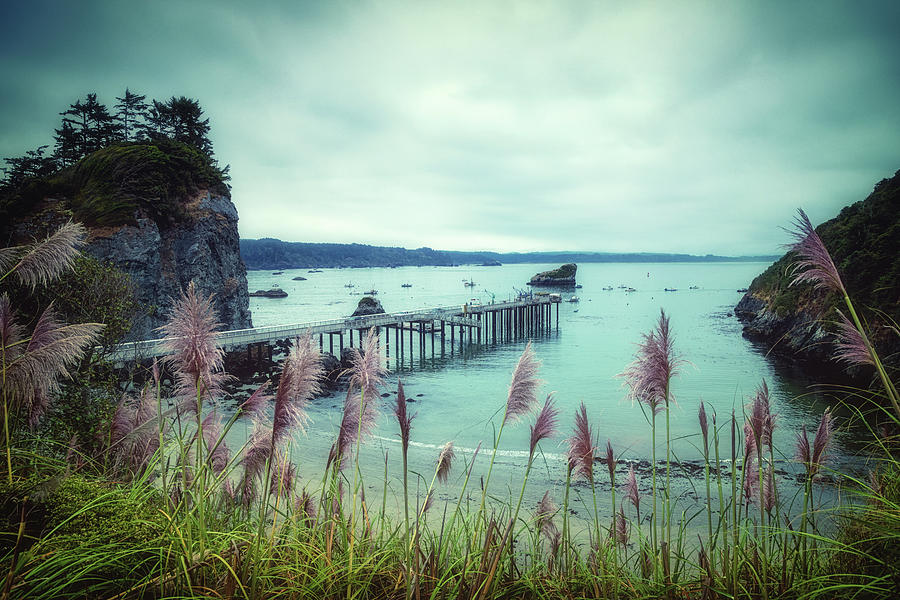 Trinidad Pier through the Pampas Grass Tinted Photograph by Marnie Patchett