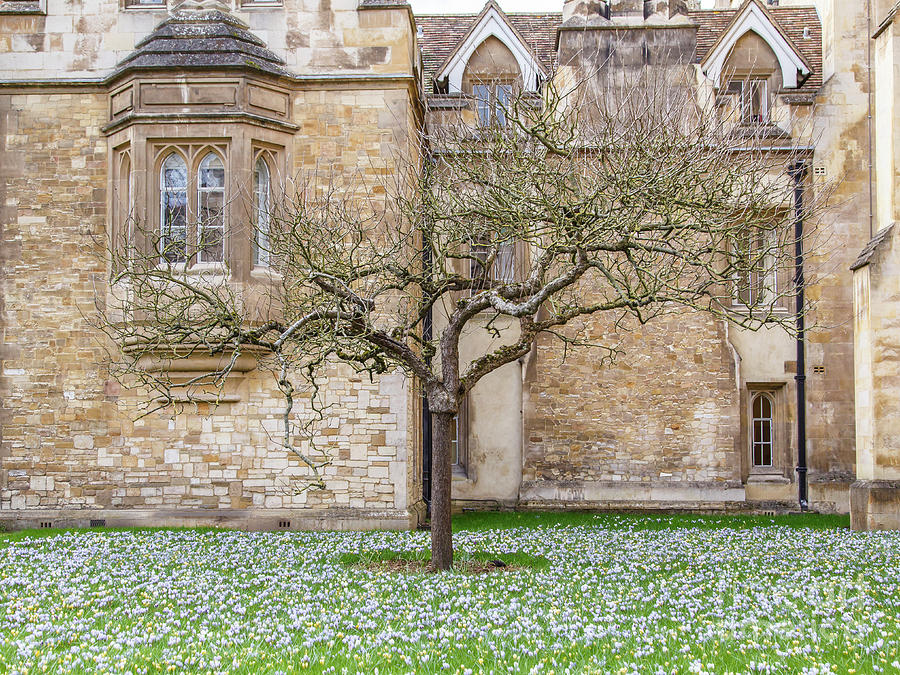 Trinity College Cambridge University And Newtons Apple Tree Photograph By Deborah Pendell 4185