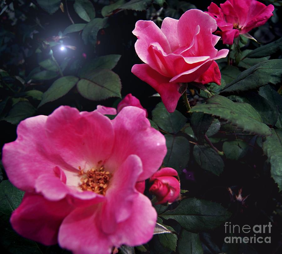 Nature Photograph - Trinity Rose Bloom by Joseph Kelly