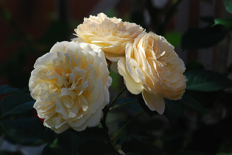 Trio Cream Roses Photograph by Ee Photography