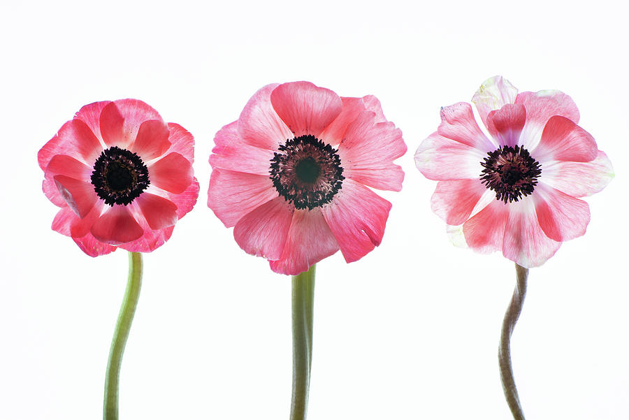 Flower Photograph - Trio in Pink by Connie Carr