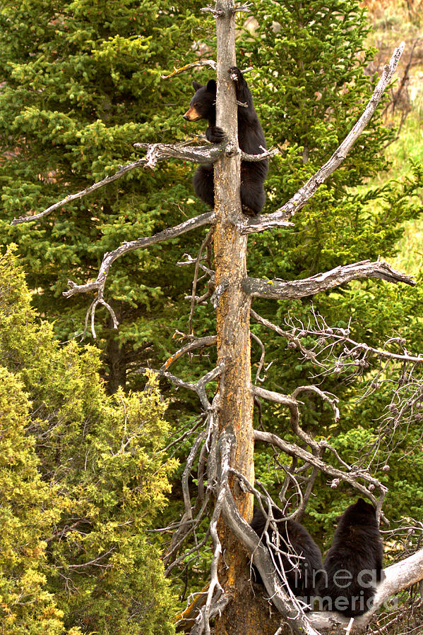 Trio In The Tree Tops Of Yellowstone Photograph by Adam Jewell