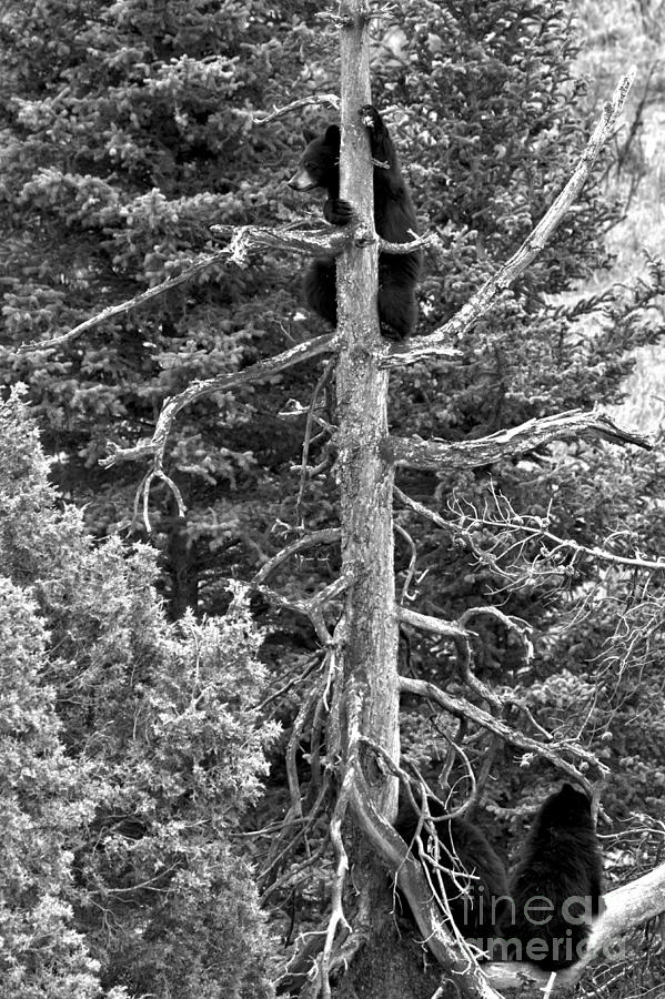 Trio In The Tree Tops Of Yellowstone Black And White Photograph by Adam Jewell