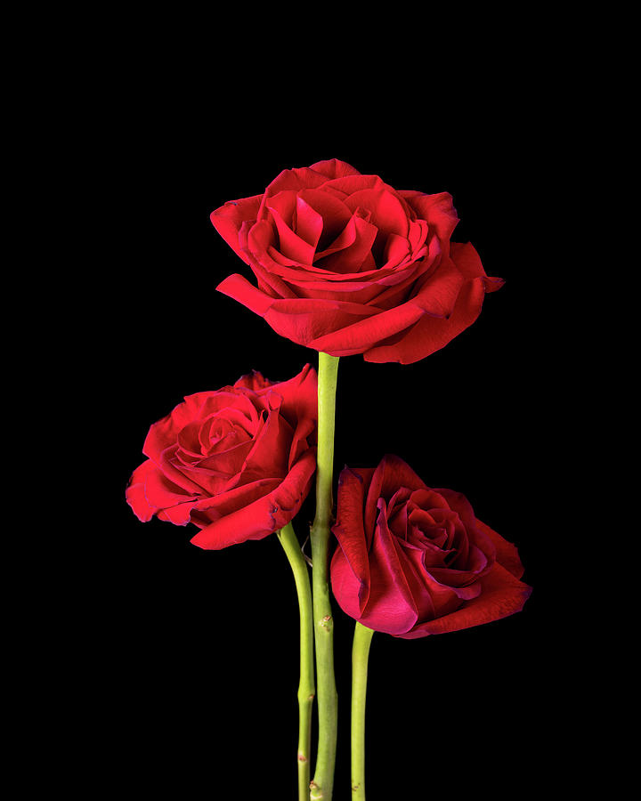 Trio of American Beauty Roses on Black Photograph by Charles Floyd