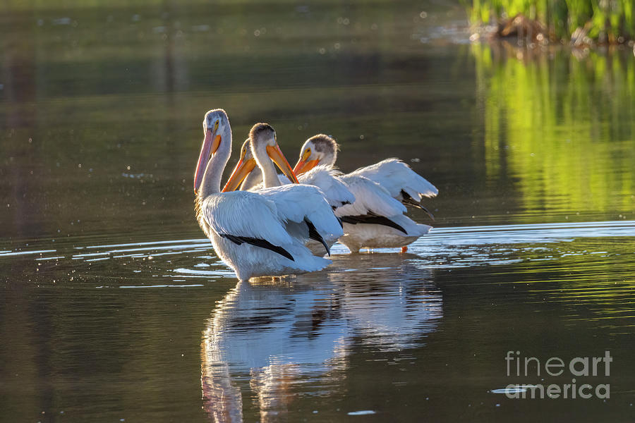 Trio Of American White Pelicans Photograph