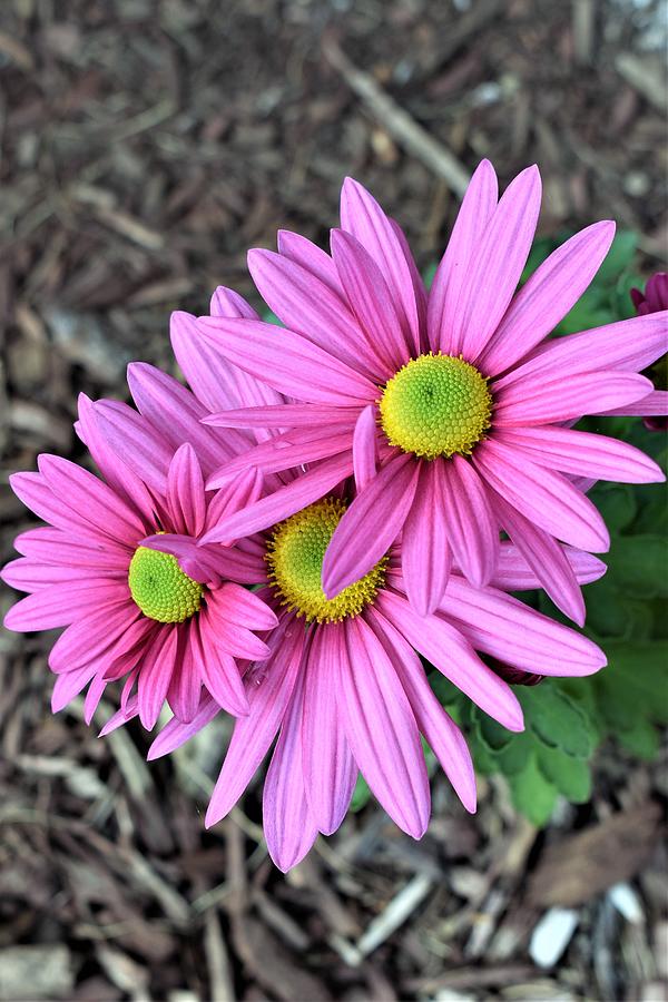 Trio Of Asters Photograph By Karen Largent Fine Art America