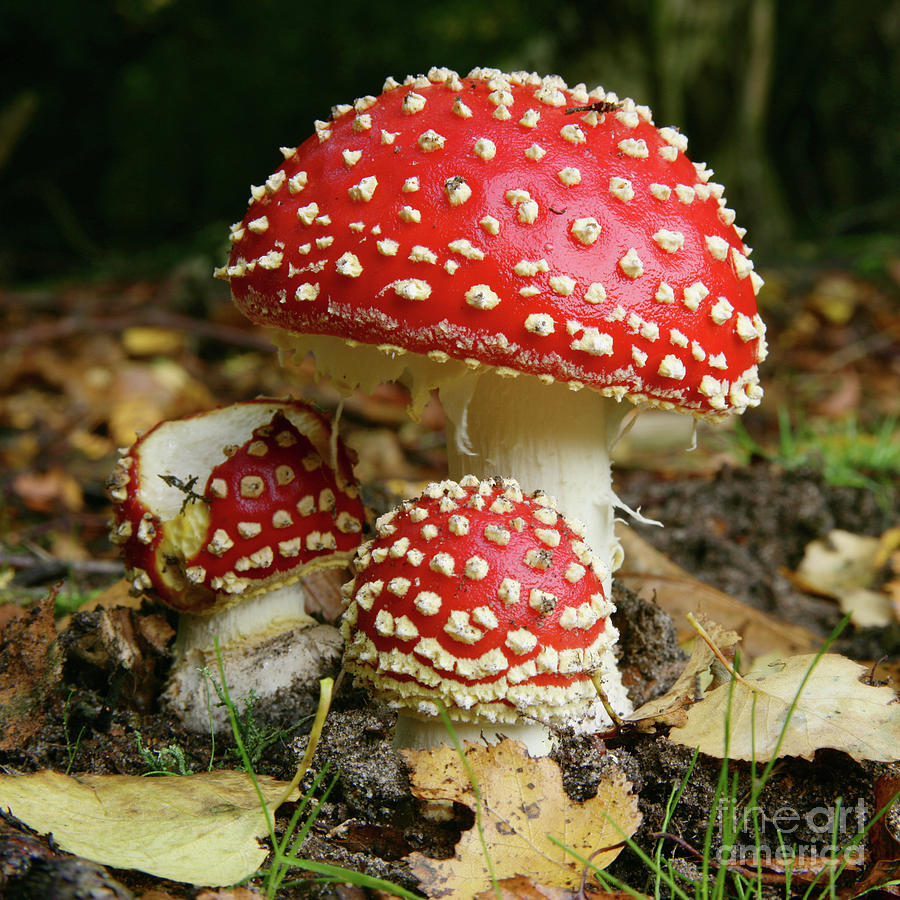 Trio of Fly Agaric Fungi Photograph by Warren Photographic