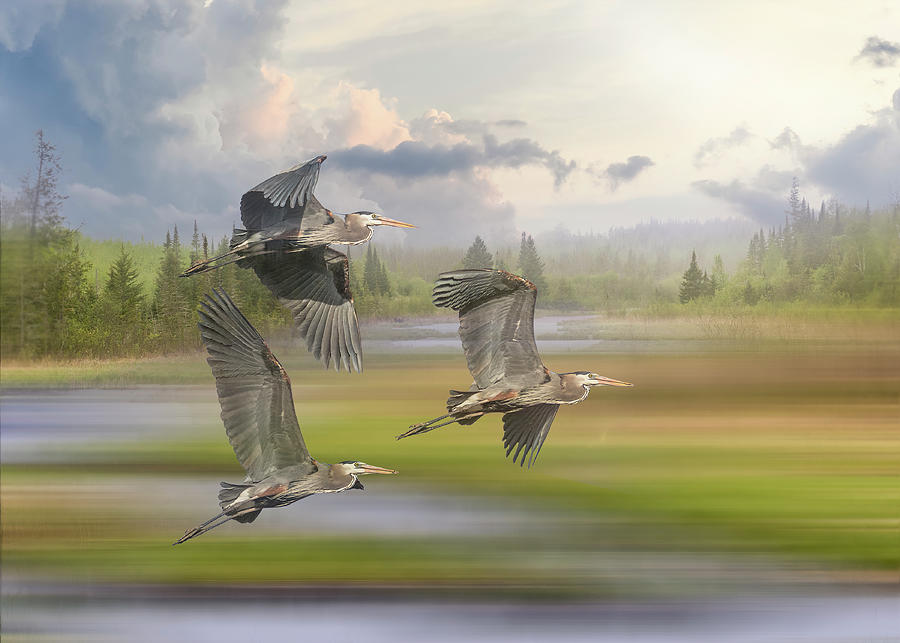 Trio of Great Blue Herons in Flight  - Breaking Storm Photograph by Patti Deters