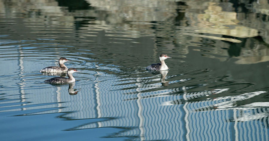 Trio of Horned Grebes Photograph by Betty Depee
