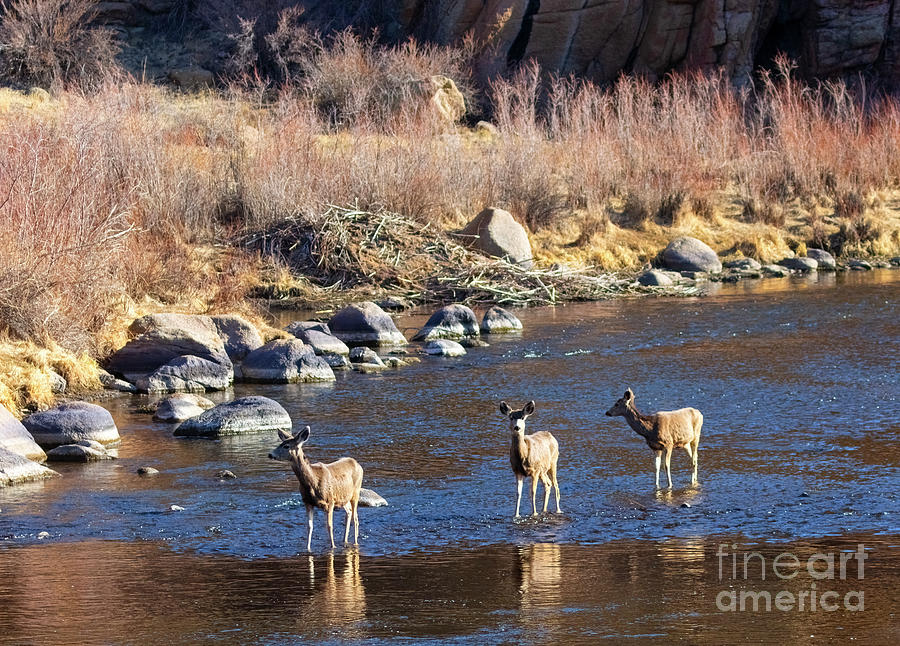 Trio of Mule Deer Does Photograph by Steven Krull