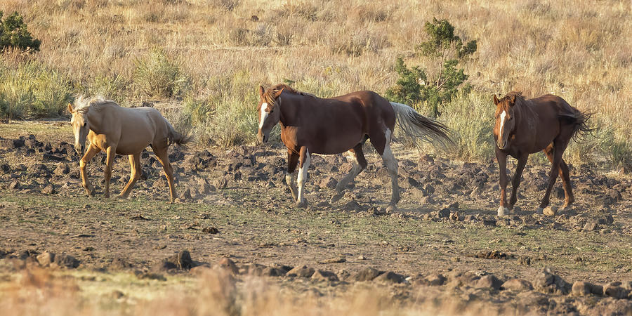 Trio of Mustangs Photograph by Belinda Greb