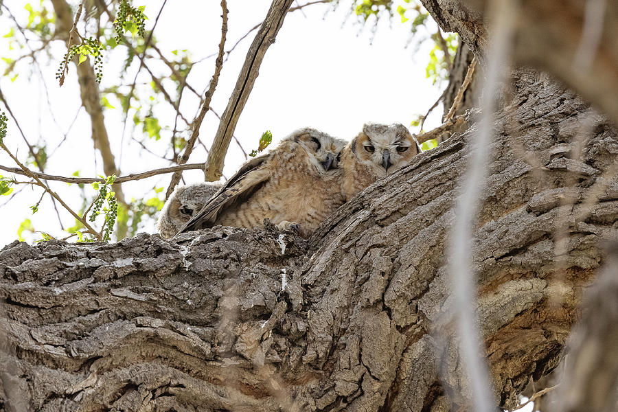 Trio of Owlets Hunker Down Photograph by Tony Hake