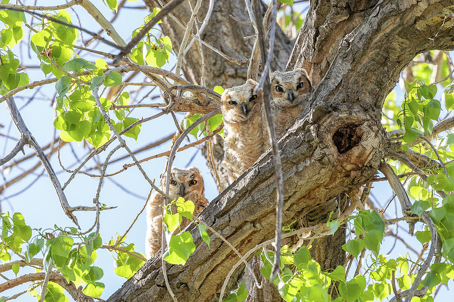 Trio of Owlets Keeping Watch Photograph by Tony Hake