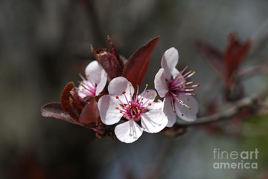 Trio of Pink Blossom Photograph by Joy Watson