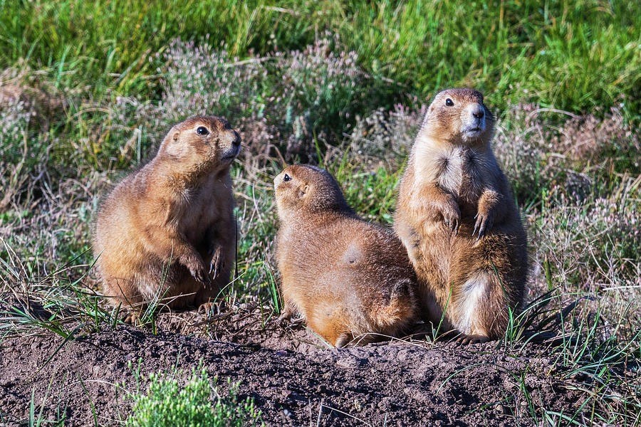 Trio of Prairie Dogs Photograph by Terri Morris