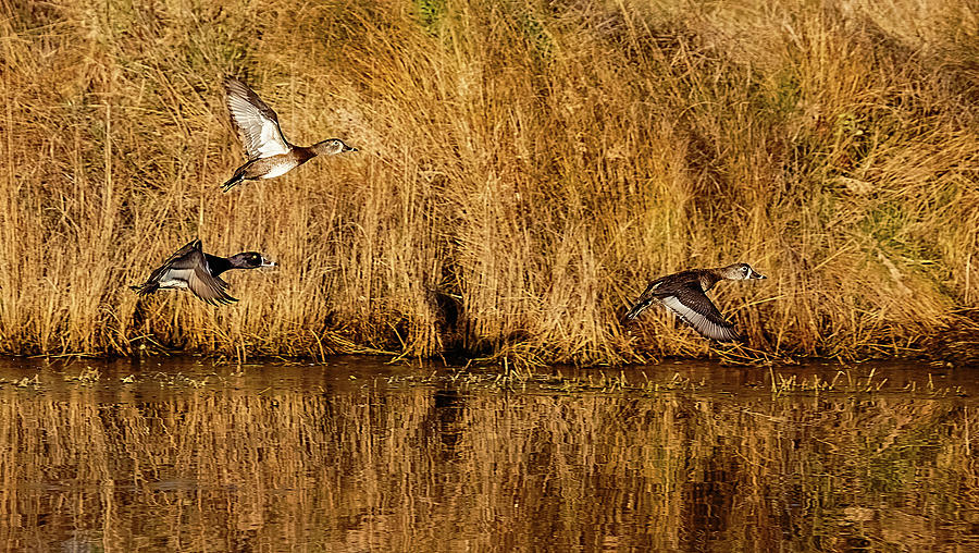 Trio Of Ring-necked Ducks In Flight Photograph