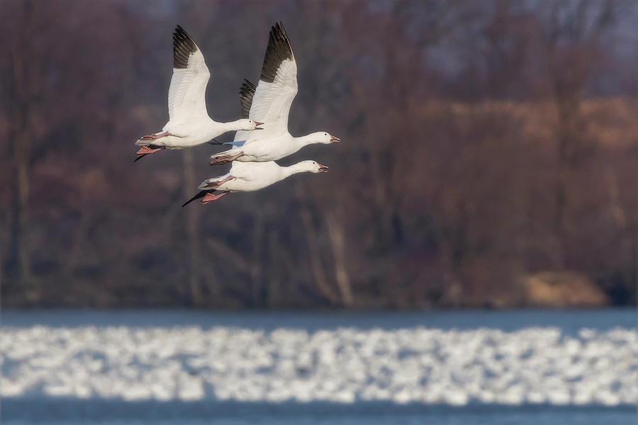 Trio Of Snow Geese In Flight  Photograph by Susan Candelario