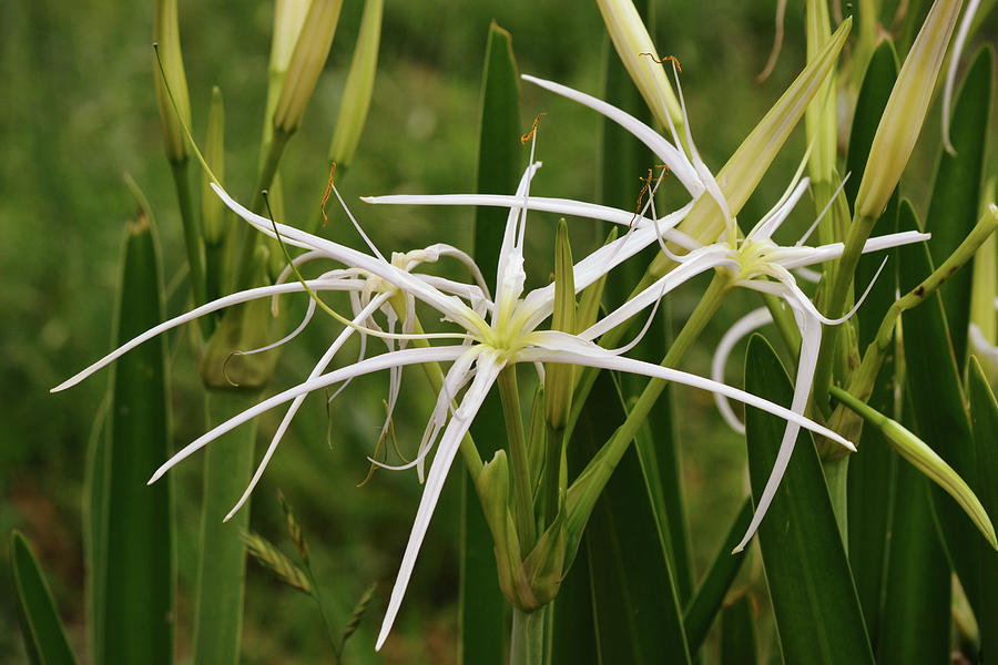 Trio of Spider Lily Flowers Photograph by Gaby Ethington