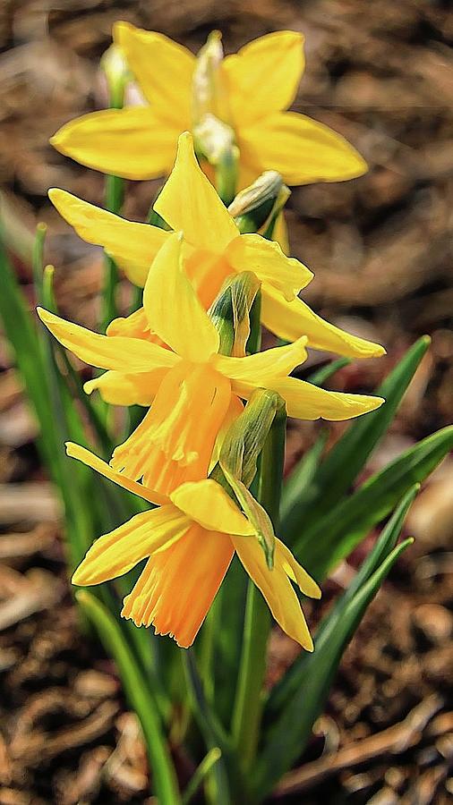 Trio of Spring Daffodils Photograph by Tina M Daniels   Whiskey Birch Studios