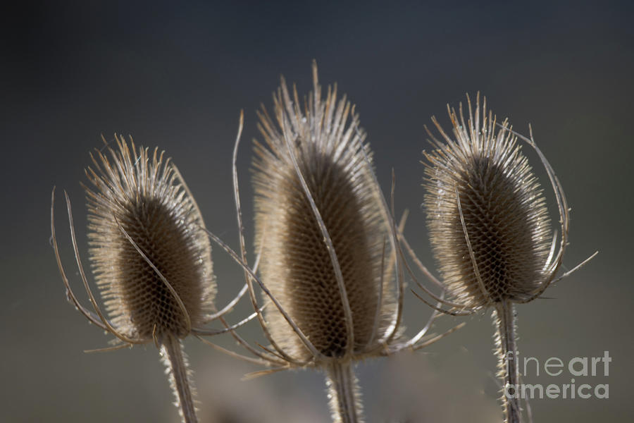 Trio Of Teasels Photograph by Suzanne Luft
