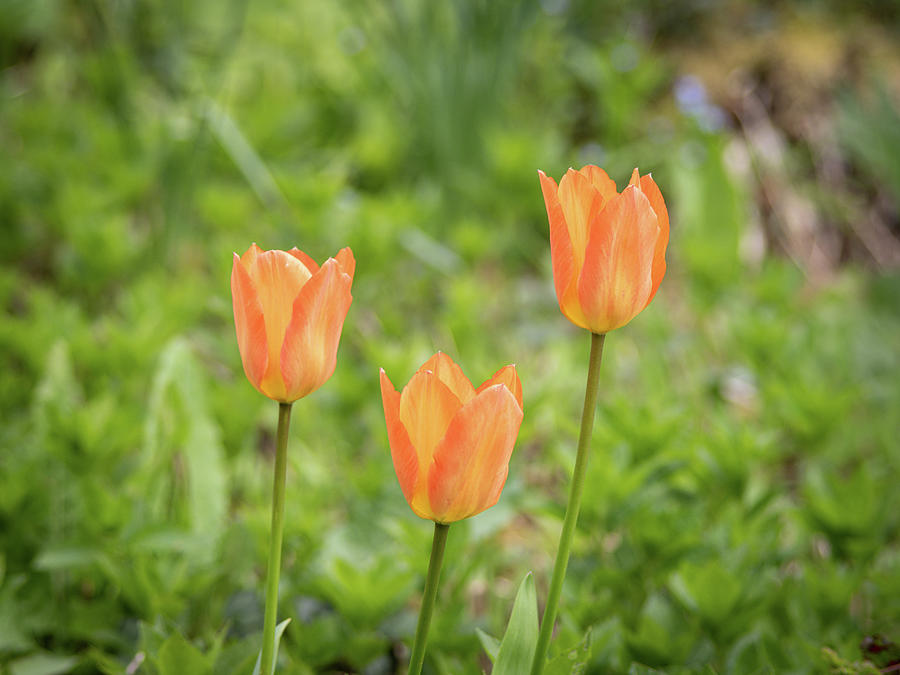 Trio of tulips Photograph by Average Images