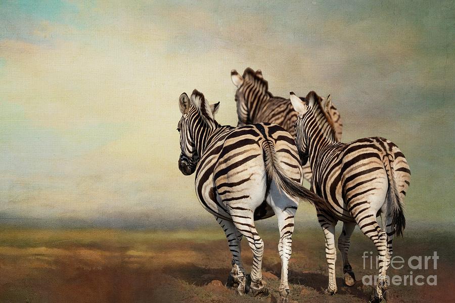 Trio Zebras Photograph by Eva Lechner
