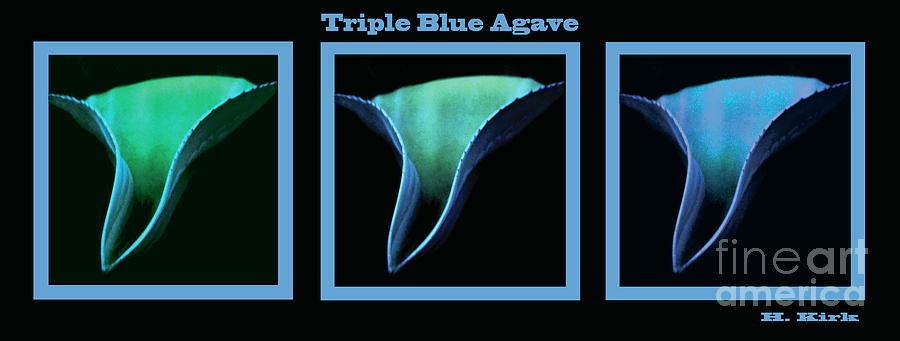 Triple Blue Agave Photograph by Heather Kirk