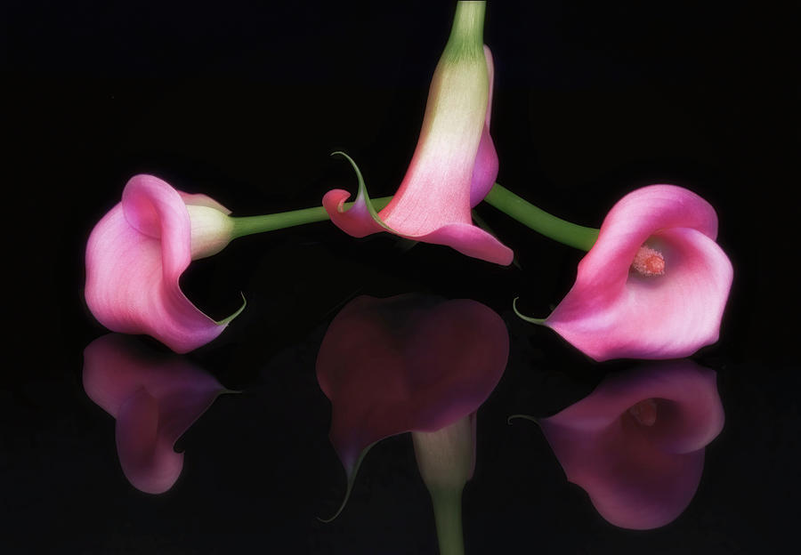 Triple Cala Lillies Photograph by Susan Candelario