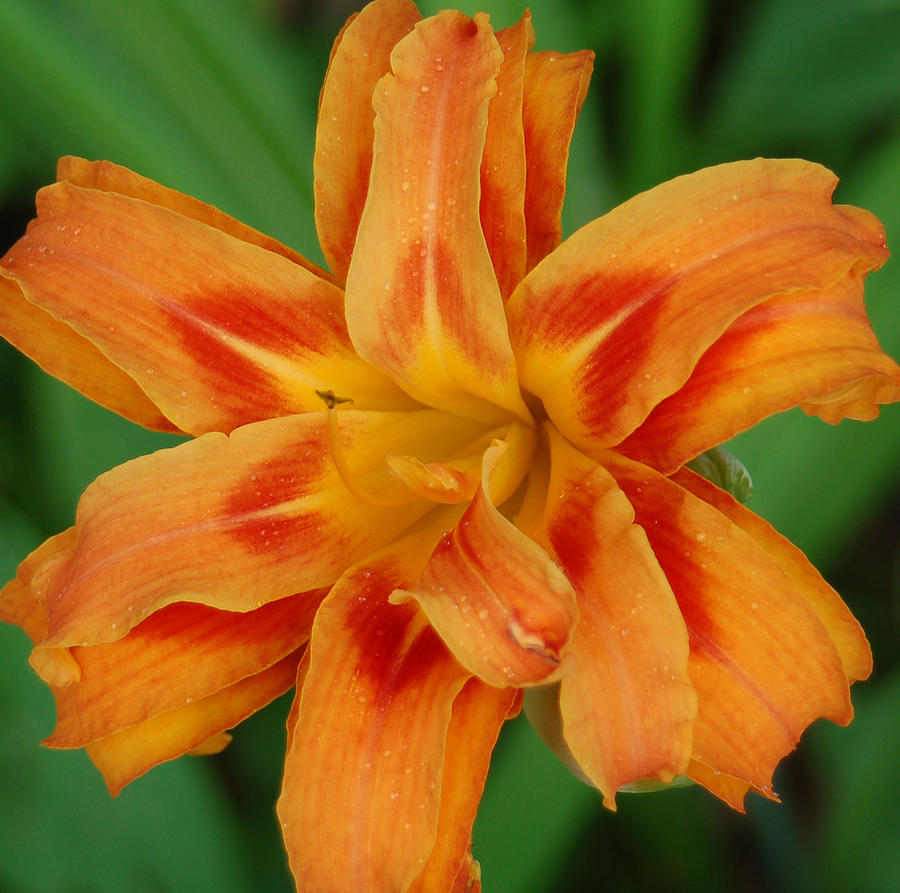 Triple Day Lily Photograph by Suzanne Gaff