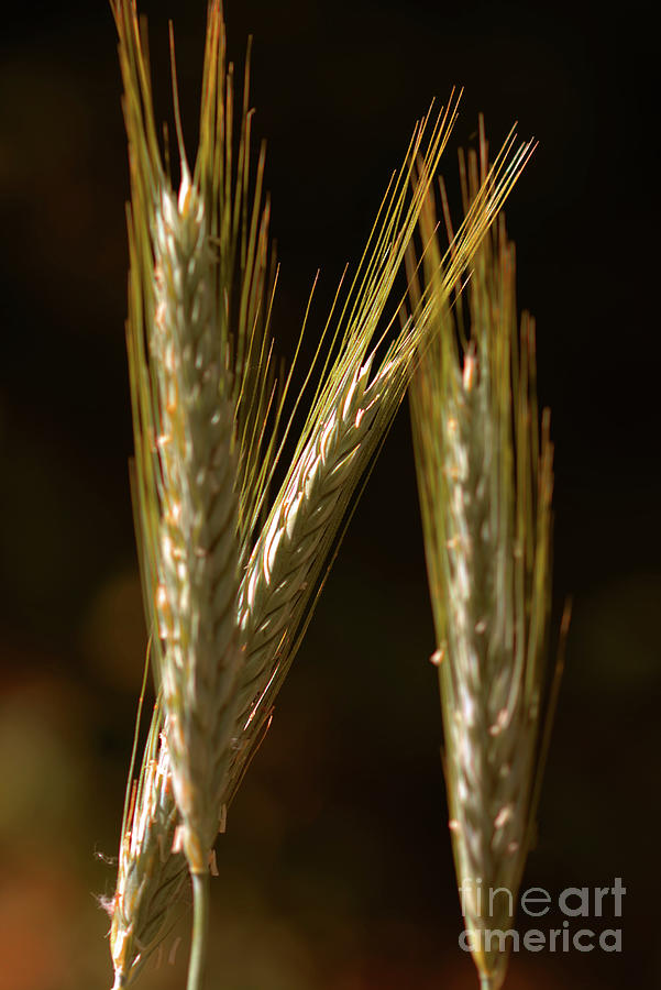 Triple Grain Photograph