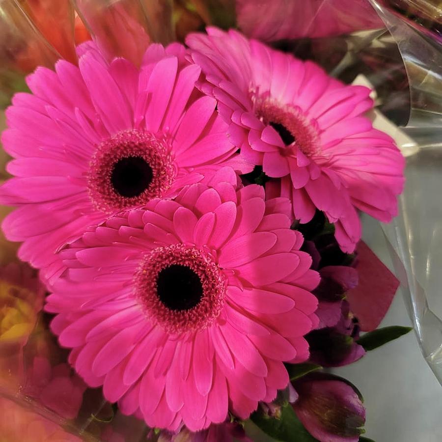 Triple Pink Gerbera Daisy Photograph By Charlotte Gray - Fine Art America