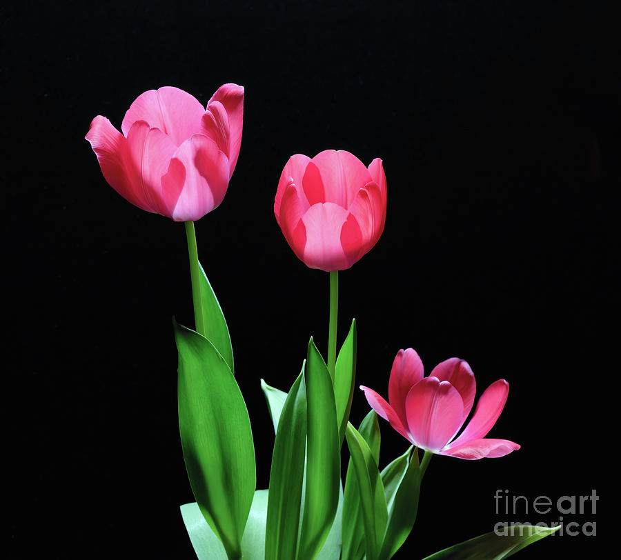 Triple Pink Tulips Photograph by Ava Reaves