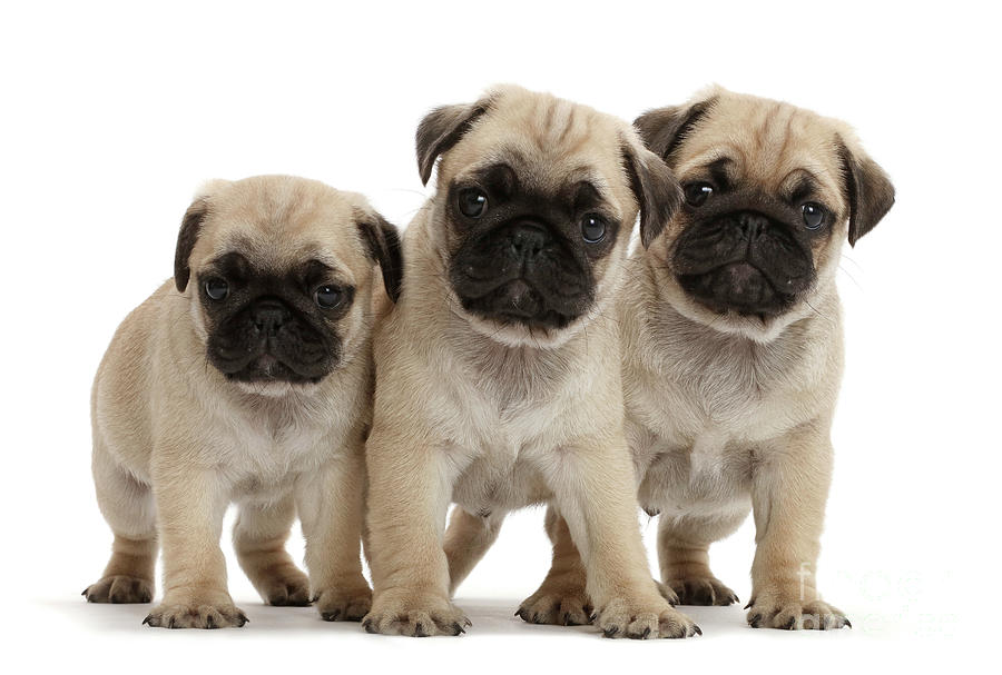 Triple Pug Gang Photograph by Warren Photographic - Fine Art America