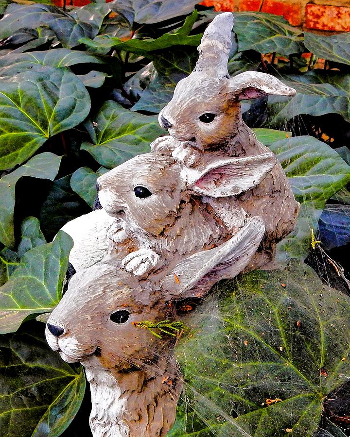 Triple Rabbits Photograph by Andrew Lawrence