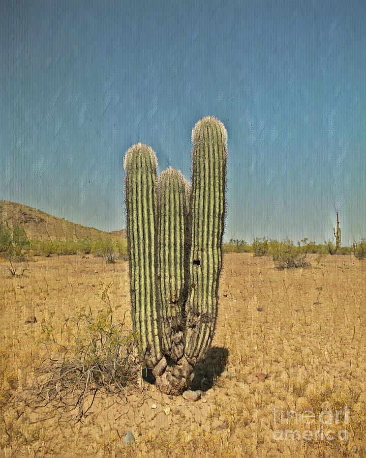 Triple Saguaro 2 Digital Art by David Ragland