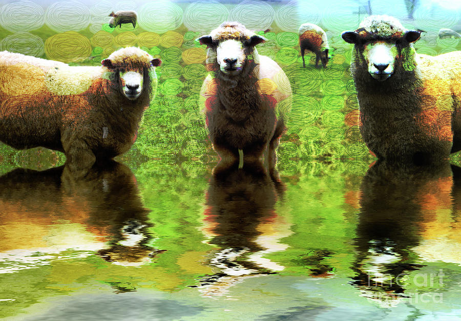 Triple Sheep Edit This 66 Photograph by Jack Torcello