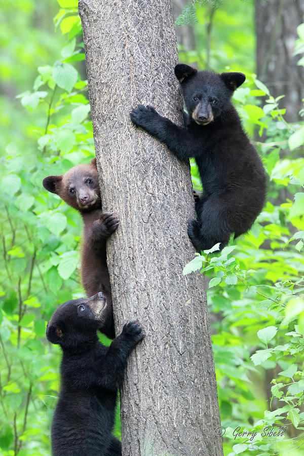 Triple Trouble Photograph by Gerry Sibell