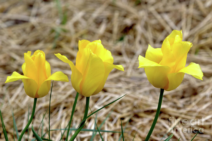 Triple Tulips Photograph by Stephen Melia